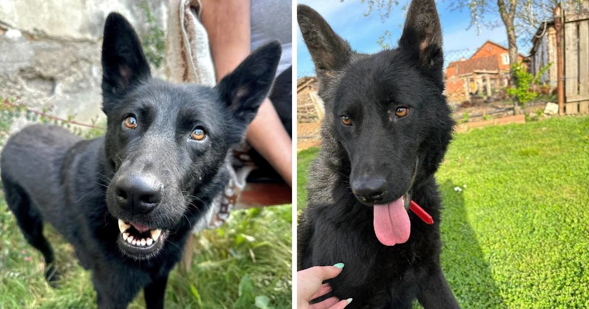 Luc traži dom, ostala je sama nakon smrti vlasnika