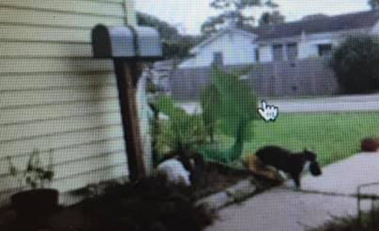 Mačak krade odjeću svojih susjeda, vlasnica se ispričava na internetu