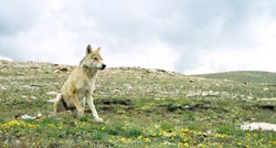 Otkriveno po čemu je himalajski vuk poseban i drugačiji od ostalih srodnika