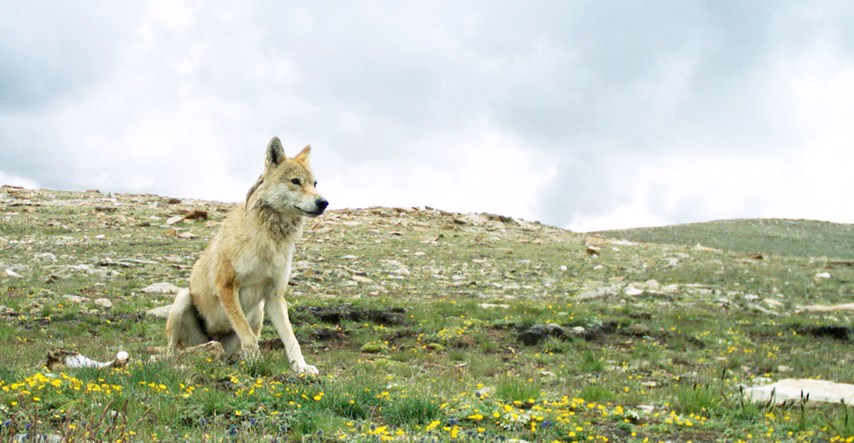 Otkriveno po čemu je himalajski vuk poseban i drugačiji od ostalih srodnika
