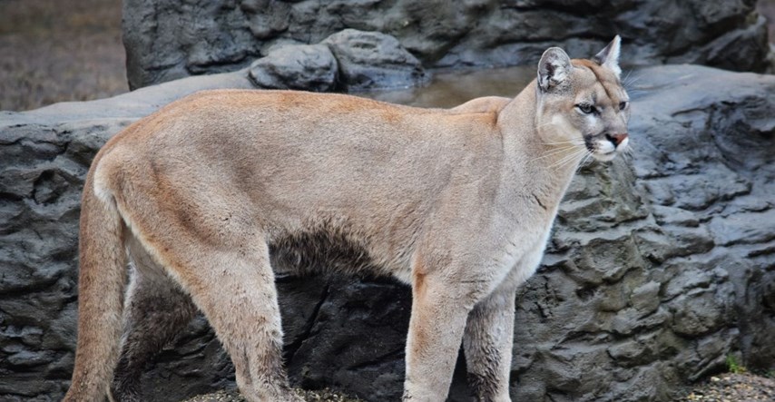 Planinski lav poznat kao "Holivudska mačka" eutanaziran u Los Angelesu