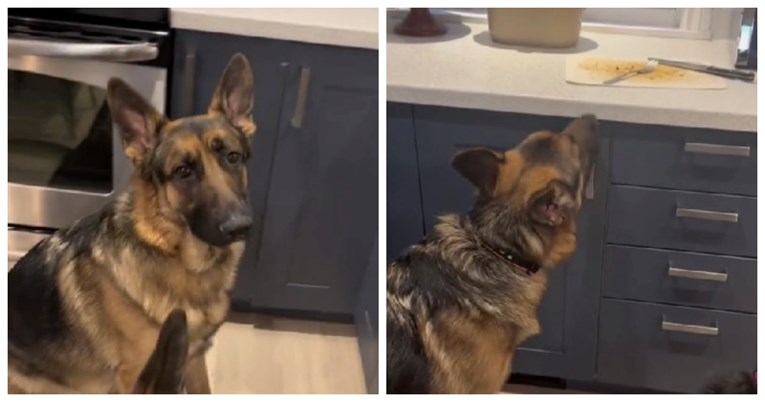 VIDEO Tvrdoglavi njemački ovčari odbijaju vjerovati da nema više hrane