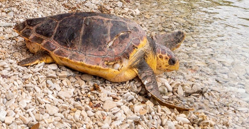 Glavata želva i dalje na Čiovu: "Ugrizla je više kupača"