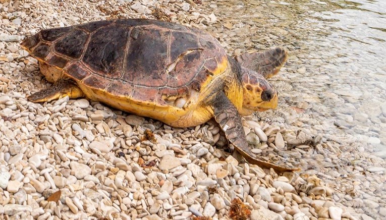 Glavata želva i dalje na Čiovu: "Ugrizla je više kupača"