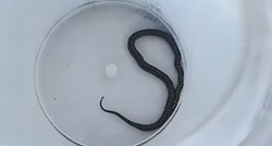 VIDEO U robnoj kući u Zagrebu nađena zmija