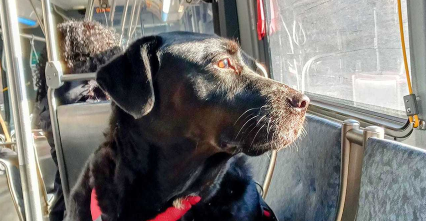 Uginuo pas koji se sam znao voziti autobusom i doći do omiljenog parka
