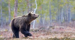 Talijanske vlasti love medvjeda koji je svladao četiri različite ograde
