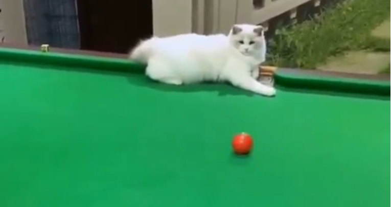 Spretna mačka pomaže vlasniku igrati bilijar, ljudi oduševljeni: To je timski rad