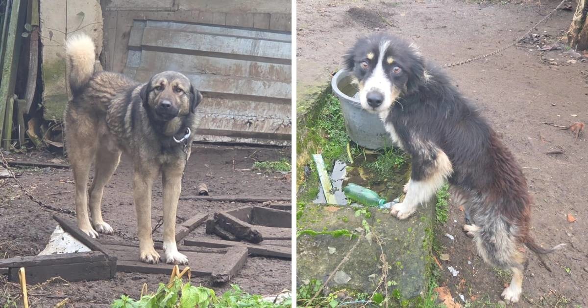 Vlasnik pasa i ma&#x10D;aka je preminuo, &#x17E;ivotinje su ostale same. Hitno trebaju smje&#x161;taj