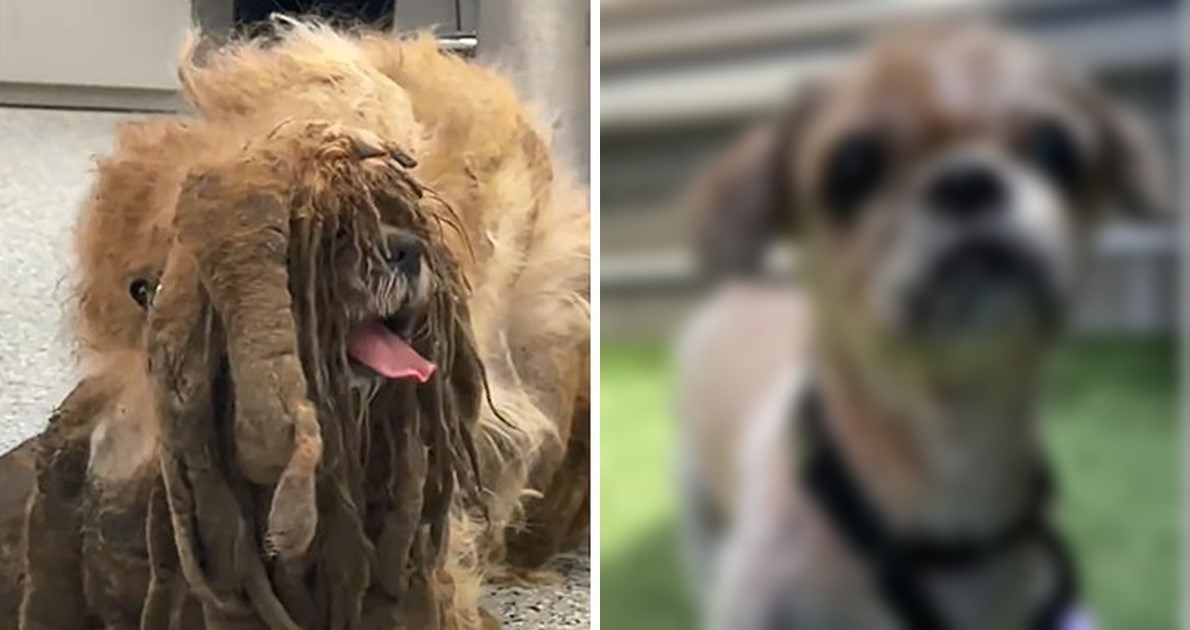 Psu se zbog zanemarivanja krzno pretvorilo u dredove, odmah je odveden na makeover