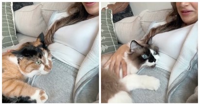 Vlasnica snimila reakcije svojih mačaka na udarce bebe u njezinom trbuhu