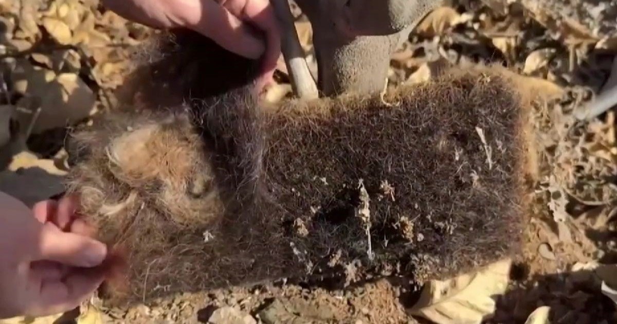 VIDEO Čile se ljudskom kosom bori protiv suše