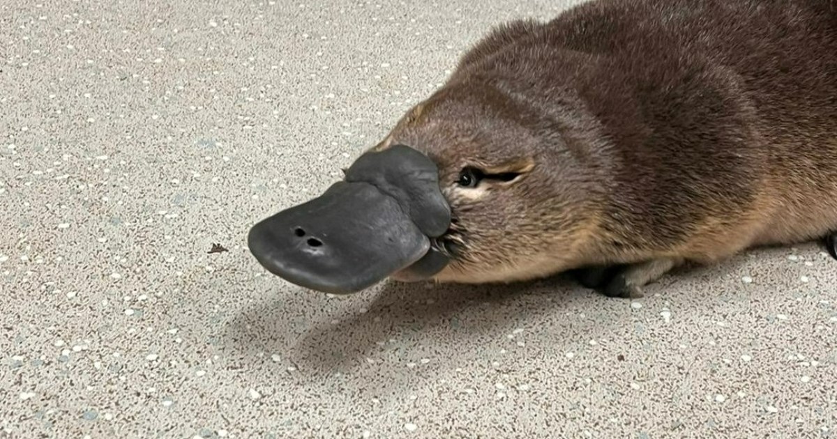 Mali čudnovati kljunaš Perry spašen je s ceste u Australiji. Pogledajte kako izgleda