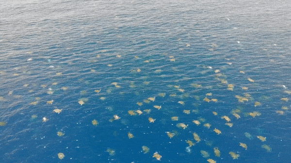 Nevjerojatni prizori: Dronom snimili koloniju od više od 64.000 morskih kornjača