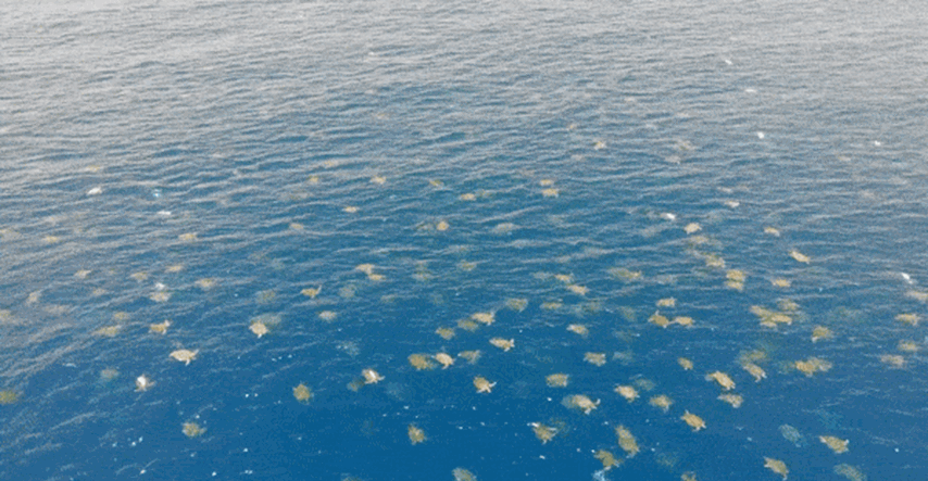 Nevjerojatni prizori: Dronom snimili koloniju od više od 64.000 morskih kornjača