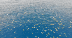 Nevjerojatni prizori: Dronom snimili koloniju od više od 64.000 morskih kornjača