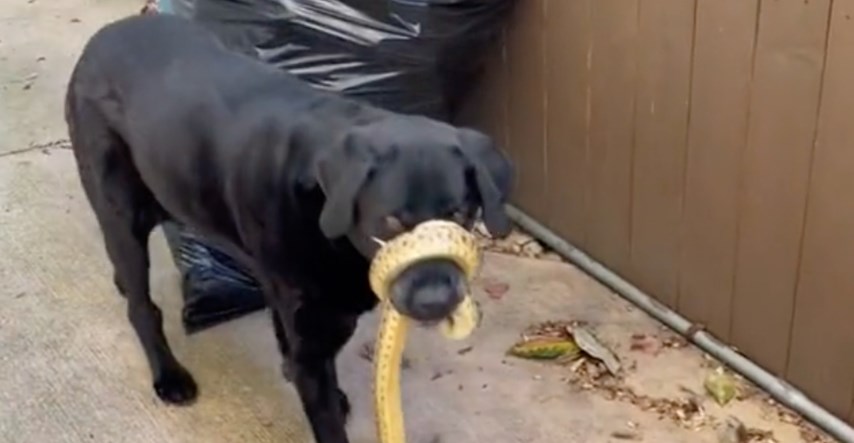 Psu se zmija omotala oko njuške, stručnjak ga spasio
