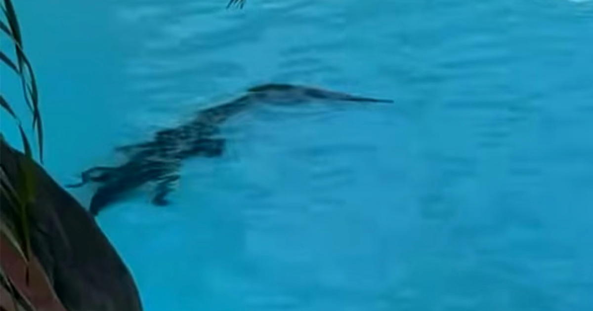 VIDEO Krokodil zalutao u bazen luksuznog hotela u Australiji