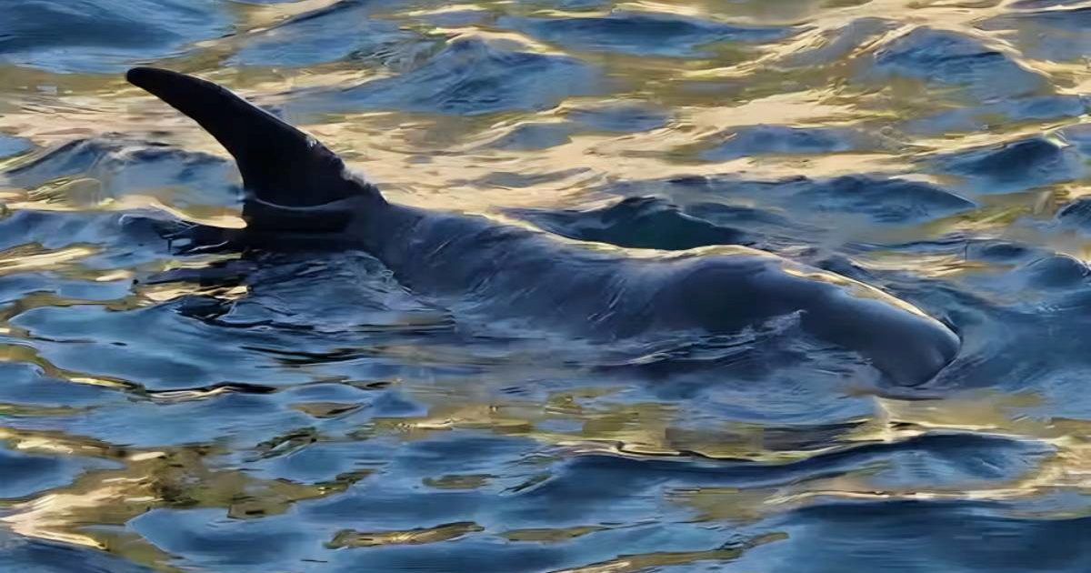 Nakon tri dana borbe, otplivao dupin koji se mučio kod Lastova. Spasili ga lokalci?