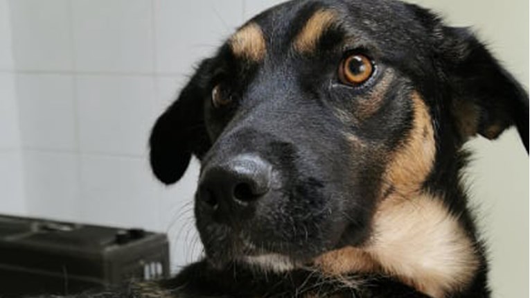 Apel iz Čakovca: Propucani pas i kujica s amputiranom nogom trebaju pomoć