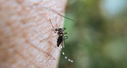 Doktor objasnio zašto rijetko osjetimo ubod komarca