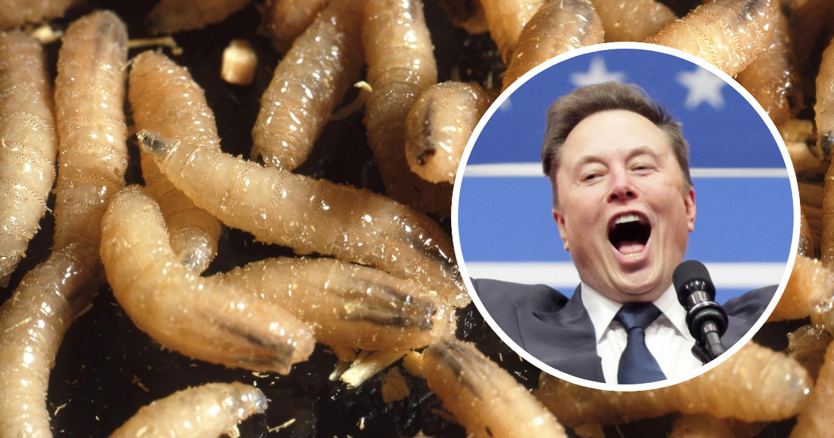 Vratio se opasni parazit u SAD. Musk je srezao financiranje za borbu protiv njega