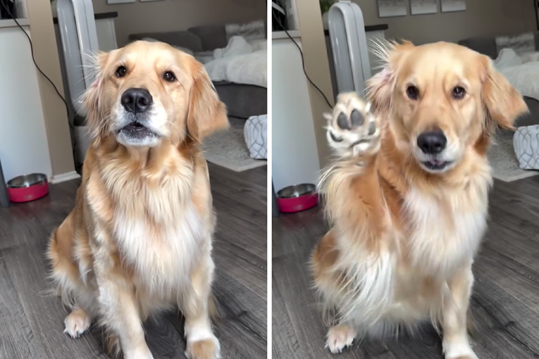 Zlatna retriverica ne može sakriti sreću kad netko spomene baku