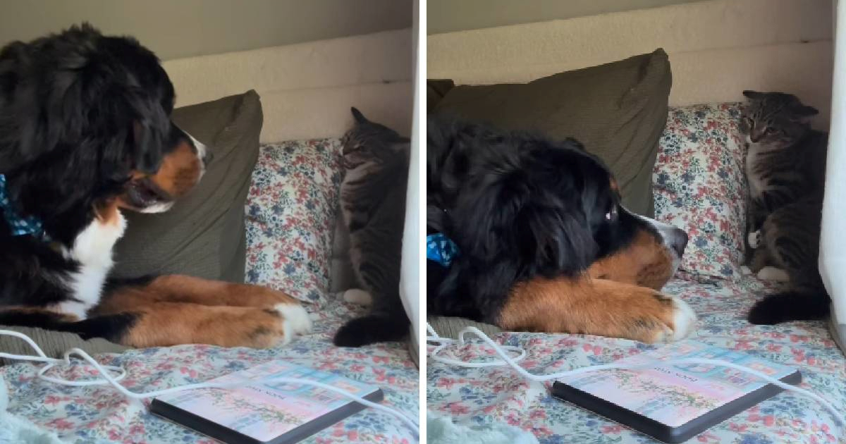 Nježni pas pokušao se sprijateljiti s opreznom mačkom 🥹