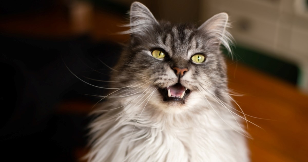 Bihevioristica: Noćno mjaukanje mačke može biti znak da nešto nije u redu