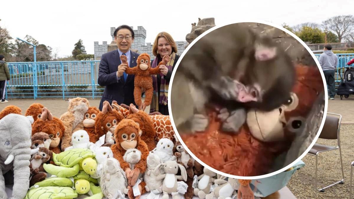 IKEA donirala gomilu plišanih igračaka viralnom majmunčiću Punchu