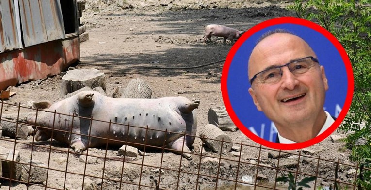 Ovako vlada brani Grlića: Njegova firma ne ubija svinje, nego skuplja mrtve svinje