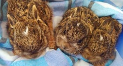 Tri zečića pronađena napuštena na Žitnjaku, smješteni su na sigurno