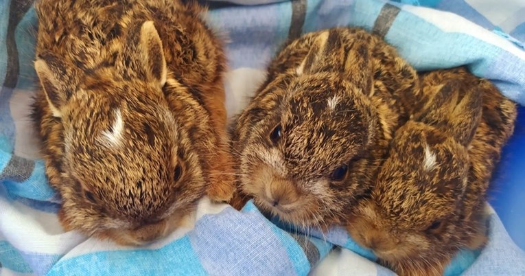 Tri zečića pronađena napuštena na Žitnjaku, smješteni su na sigurno