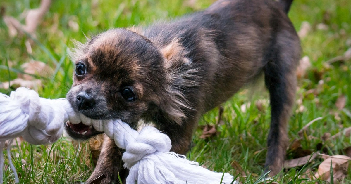 Trener pasa otkrio pet pasmina koje najčešće grizu, jedna će mnoge iznenaditi