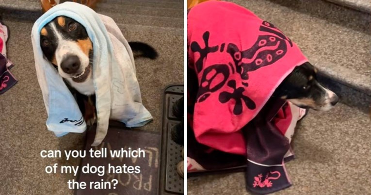 Dva psa nasmijala internet različitim reakcijama na kišu