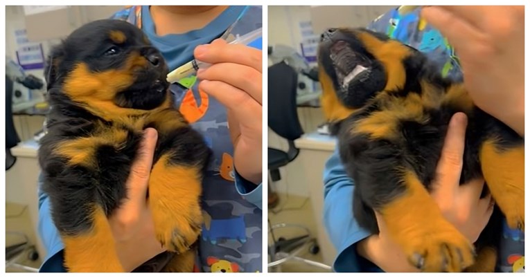 "Vrlo dramatično": Pogledajte reakciju štenca koji je posjetio veterinara