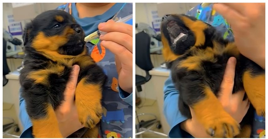 "Vrlo dramatično": Pogledajte reakciju štenca koji je posjetio veterinara