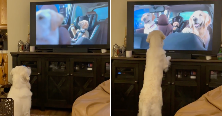 Zlatni retriver nasmijao ljude do suza urnebesnim reakcijama na crtić