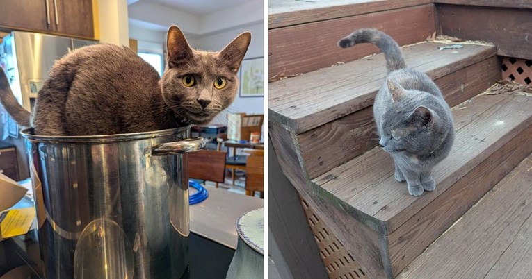 Obitelj je ostala bez voljenog mačka, a onda se dogodilo čudo