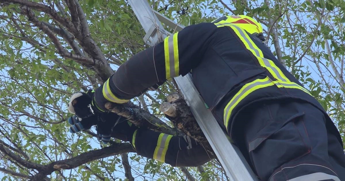 Makarski vatrogasci sa stabla "spašavali" plišanog psića