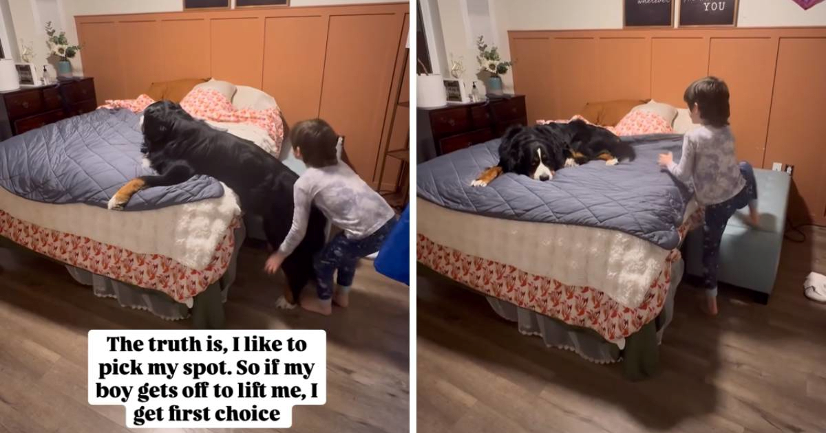 Pas se pretvarao da ne može na krevet kako bi mu dječak pomogao 🥹