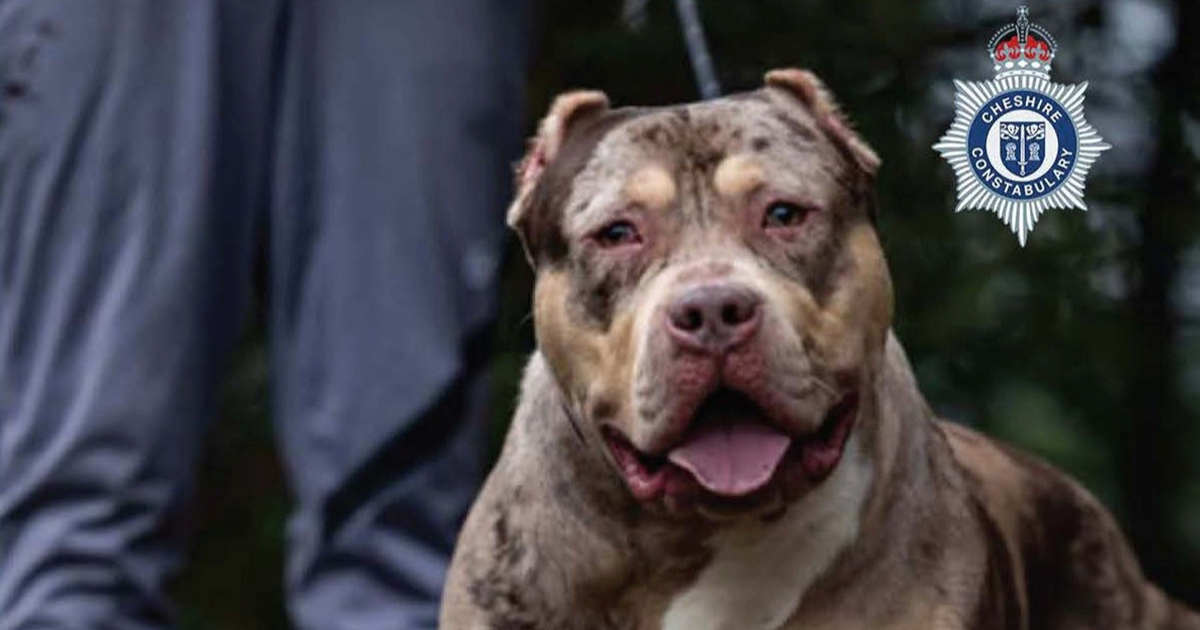 XL bully ubio umirovljenika u Velikoj Britaniji. Vlasnik proglašen krivim