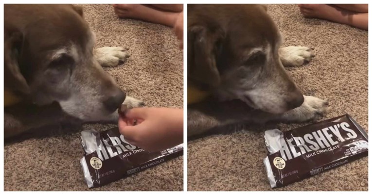 Snimka s TikToka koja je rasplakala svijet. Stari pas prvi put probao čokoladu