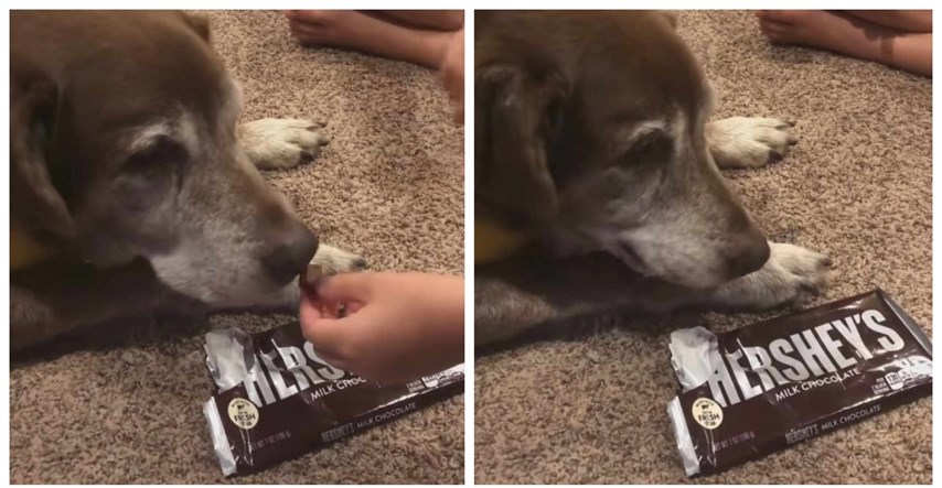 Snimka s TikToka koja je rasplakala svijet. Stari pas prvi put probao čokoladu