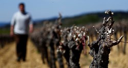 Francuska očekuje najslabiju proizvodnju vina u povijesti