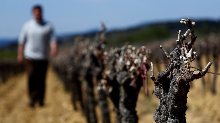 Francuska očekuje najslabiju proizvodnju vina u povijesti