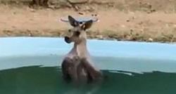 Australija: Bježeći od požara iscrpljeni klokan se rashladio u dvorišnom bazenu