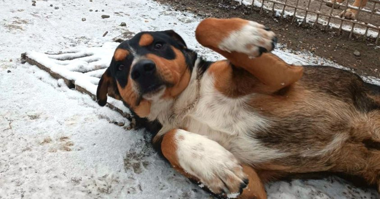 Pas se smrzavao na cesti u Osijeku, prodavačice ga uvele u trgovinu da bude na toplom