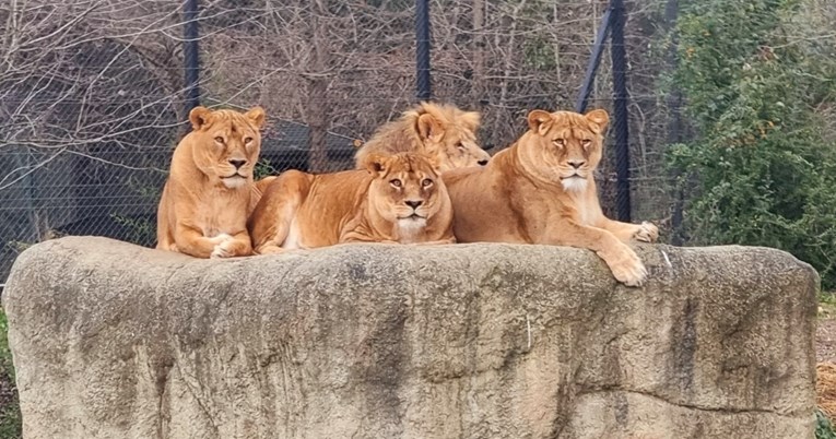 Lavovi u zagrebačkom zoološkom vrtu ponovno riču iz sveg glasa, preboljeli su koronu