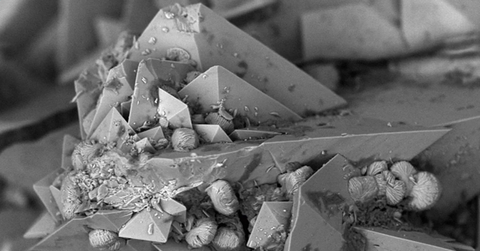 Pogledajte kako "najveća bol koju čovjek može osjetiti" izgleda pod mikroskopom